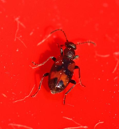 Réf. 336 422 : Anthicus antherinus